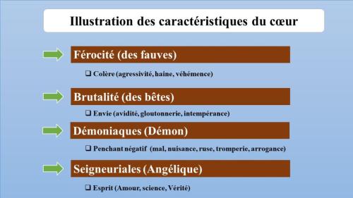 Illustration des caractéristiques-du cœur