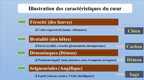 Illustration des caractéristiques-du cœur